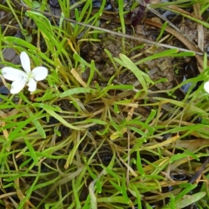 Montia australasica at Molonglo Valley, ACT - 20 Oct 2016