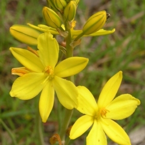 Bulbine bulbosa at Kambah, ACT - 22 Oct 2009