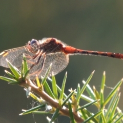 Diplacodes bipunctata (Wandering Percher) at Bonython, ACT - 22 Feb 2015 by michaelb