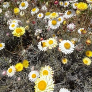 Leucochrysum albicans at Molonglo Valley, ACT - 20 Oct 2016