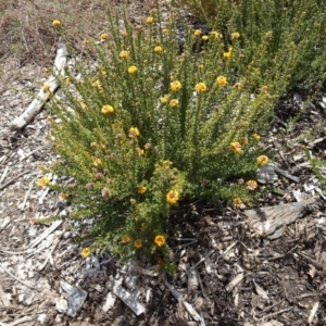 Oxylobium ellipticum at Molonglo Valley, ACT - 20 Oct 2016 12:04 PM