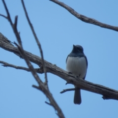 Myiagra rubecula at Sutton, NSW - 22 Oct 2016