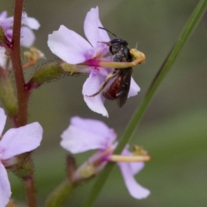 Lasioglossum (Parasphecodes) hiltacum at Acton, ACT - 21 Oct 2016