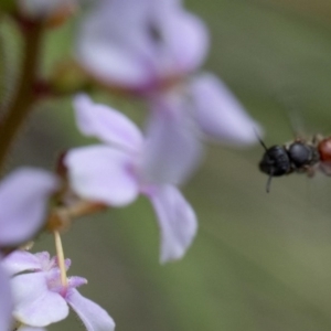 Lasioglossum (Parasphecodes) hiltacum at Acton, ACT - 21 Oct 2016