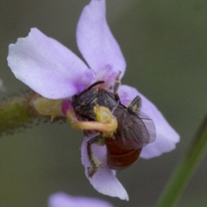 Lasioglossum (Parasphecodes) hiltacum at Acton, ACT - 21 Oct 2016