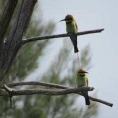 Merops ornatus (Rainbow Bee-eater) at Greenway, ACT - 21 Oct 2016 by KShort