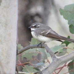 Rhipidura albiscapa (Grey Fantail) at Greenway, ACT - 22 Oct 2016 by KShort