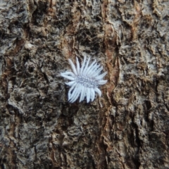 Cryptolaemus montrouzieri (Mealybug ladybird) at Pollinator-friendly garden Conder - 23 Jan 2015 by michaelb