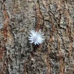 Cryptolaemus montrouzieri at Conder, ACT - 24 Jan 2015