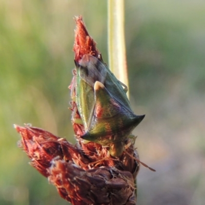 Morna florens (Shield bug) at Greenway, ACT - 28 Dec 2015 by MichaelBedingfield