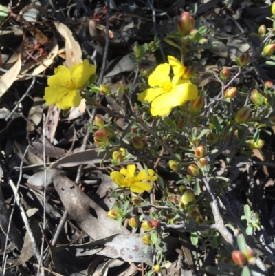 Hibbertia obtusifolia (Grey Guinea-flower) at O'Connor, ACT - 22 Oct 2016 by lexihoward