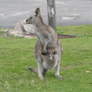 Macropus giganteus at Burrinjuck, NSW - 26 Sep 2016