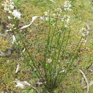 Stackhousia monogyna at Burrinjuck, NSW - 26 Sep 2016