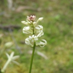 Stackhousia monogyna at Burrinjuck, NSW - 26 Sep 2016