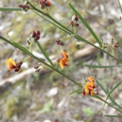 Daviesia leptophylla (Slender Bitter Pea) at Burrinjuck, NSW - 26 Sep 2016 by RyuCallaway