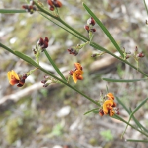 Daviesia leptophylla at Burrinjuck, NSW - 26 Sep 2016 02:33 PM