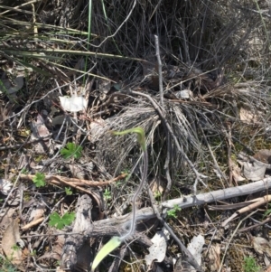 Caladenia atrovespa at Belconnen, ACT - suppressed