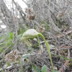 Pterostylis nutans (Nodding Greenhood) at Burrinjuck, NSW - 26 Sep 2016 by RyuCallaway