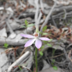 Caladenia carnea at Burrinjuck, NSW - 26 Sep 2016