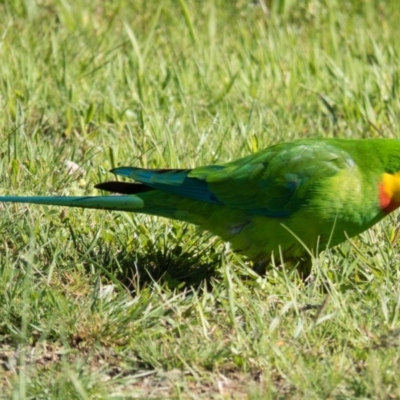 Polytelis swainsonii (Superb Parrot) at Forde, ACT - 23 Oct 2016 by CedricBear