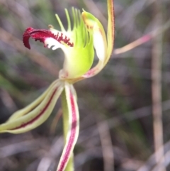 Caladenia atrovespa at Belconnen, ACT - suppressed