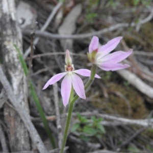 Caladenia carnea at Burrinjuck, NSW - suppressed