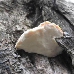 zz Polypore (shelf/hoof-like) at Burrinjuck, NSW - 26 Sep 2016 by ArcherCallaway