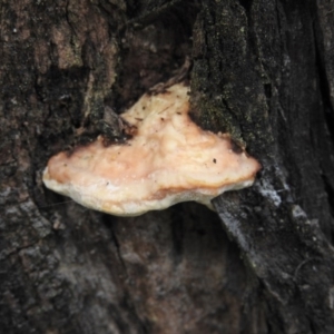 zz Polypore (shelf/hoof-like) at Burrinjuck, NSW - 26 Sep 2016