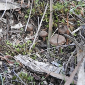 Inocybe sp. at Burrinjuck, NSW - 26 Sep 2016 03:35 PM