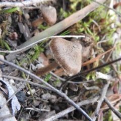 Inocybe sp. at Burrinjuck, NSW - 26 Sep 2016