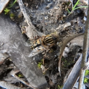 Eristalinus punctulatus at Burrinjuck, NSW - 26 Sep 2016