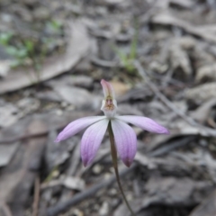 Caladenia sp. (A Caladenia) at Burrinjuck, NSW - 26 Sep 2016 by ArcherCallaway