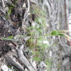 Bunochilus sp. (Leafy Greenhood) at Burrinjuck, NSW - 26 Sep 2016 by ArcherCallaway