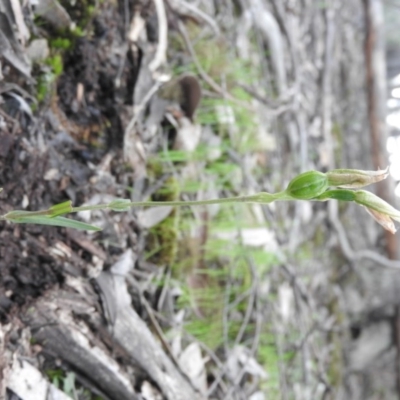 Bunochilus sp. (Leafy Greenhood) at Burrinjuck, NSW - 26 Sep 2016 by ArcherCallaway