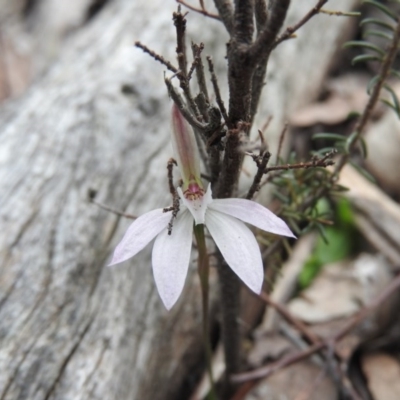 Caladenia sp. (A Caladenia) at Burrinjuck, NSW - 26 Sep 2016 by ArcherCallaway