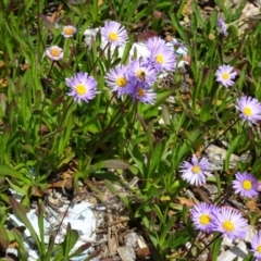 Brachyscome spathulata (Coarse Daisy, Spoon-leaved Daisy) at Molonglo Valley, ACT - 20 Oct 2016 by galah681