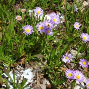 Brachyscome spathulata at Molonglo Valley, ACT - 20 Oct 2016