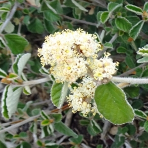 Pomaderris eriocephala at Molonglo Valley, ACT - 20 Oct 2016