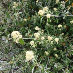 Pomaderris eriocephala at Molonglo Valley, ACT - 20 Oct 2016