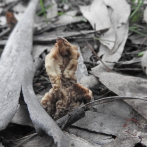 Clavulina sp. at Burrinjuck, NSW - 26 Sep 2016 04:11 PM