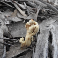 Clavulina sp. at Burrinjuck, NSW - 26 Sep 2016 04:11 PM