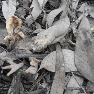 Clavulina sp. at Burrinjuck, NSW - 26 Sep 2016 04:11 PM