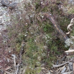 Clematis leptophylla at Molonglo Valley, ACT - 20 Oct 2016