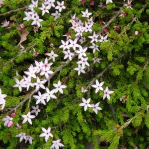 Calytrix tetragona at Molonglo Valley, ACT - 20 Oct 2016 12:25 PM