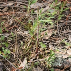 Thelymitra sp. (A Sun Orchid) at Canberra Central, ACT - 22 Oct 2016 by petersan