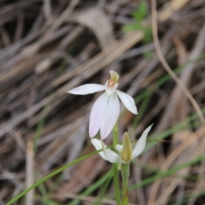 Caladenia carnea at Canberra Central, ACT - 23 Oct 2016