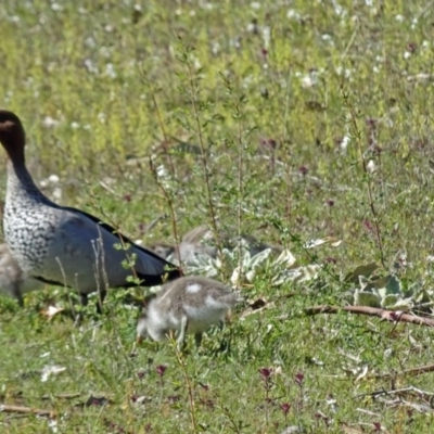 Chenonetta jubata (Australian Wood Duck) at Paddys River, ACT - 14 Oct 2016 by galah681