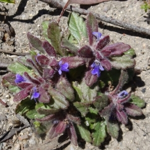 Ajuga australis at Paddys River, ACT - 15 Oct 2016