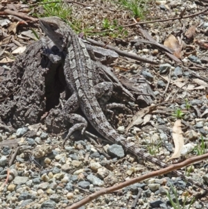 Amphibolurus muricatus at Paddys River, ACT - 15 Oct 2016 11:54 AM