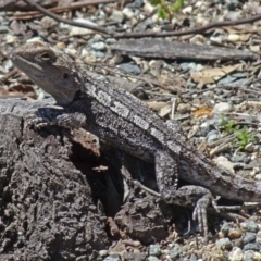 Amphibolurus muricatus at Paddys River, ACT - 15 Oct 2016 11:54 AM